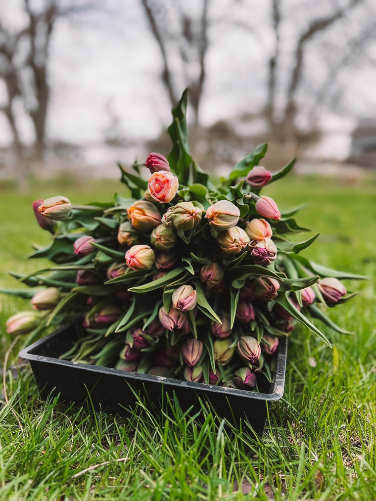 Tulips Wrapped